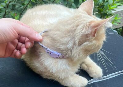 cat picture 4